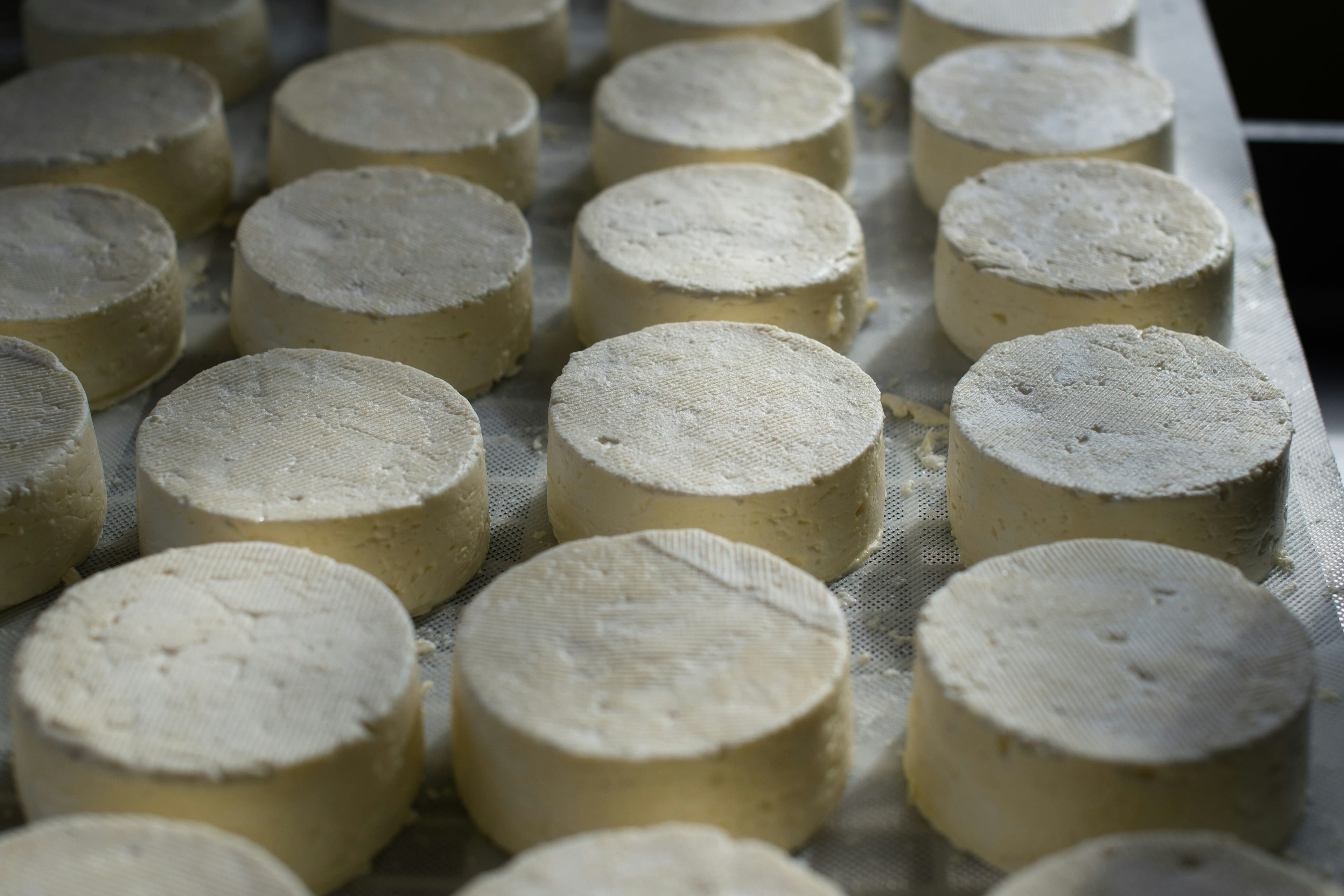 Established Dairy Business for Sale, Fresh Cheese and Yogurt, Lombardia, Italy